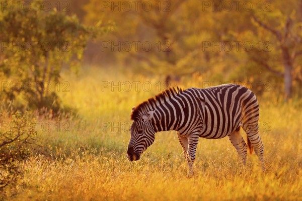 Plains zebra, Equus quagga, in the grassy nature habitat, evening light, Kruger National Park,