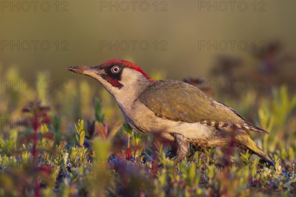European Green Woodpecker (Picus viridis) male perched on the ground, North Rhine-Westphalia,