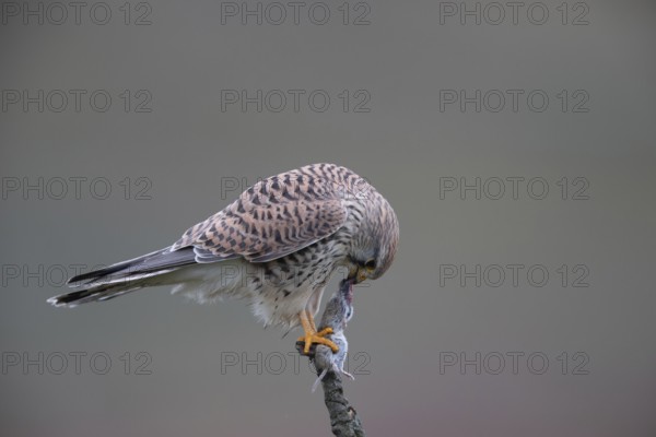 Common Kestrel (Falco tinnunculus) female perched on a branch eating a mouse, North