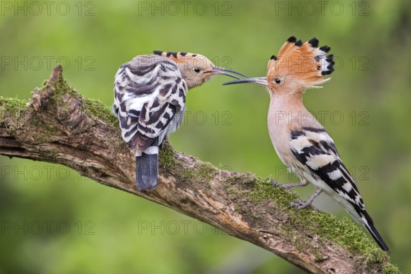 Eurasian Hoopoe (Upupa epops) pair displaying, Tuscany, Italy