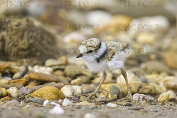 Little Ringed Plover (Charadrius dubius) chick, North Rhine-Westphalia, Germany