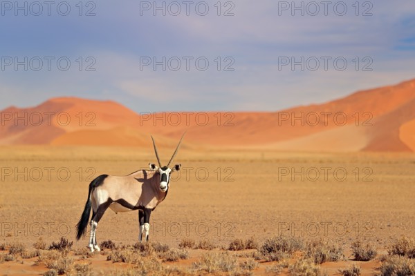 Gemsbok with orange sand dune evening sunset. Gemsbuck, Oryx gazella, large antelope in nature