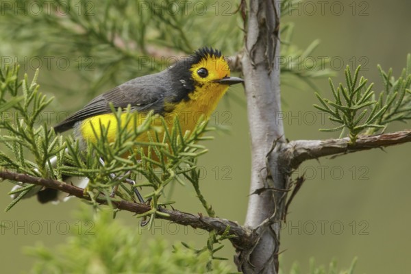 Golden-fronted Whitestart (Myioborus ornatus) perched on a branch in the mountains of Colombia,