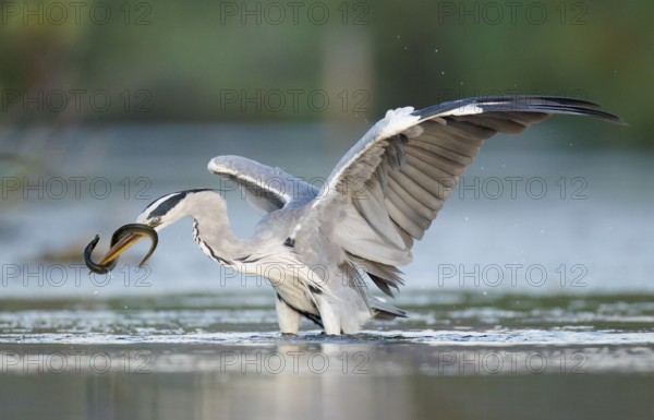 Grey Heron (Ardea cinerea) feeding on European eel (Anguilla anguilla) prey, Mallorca, Spain