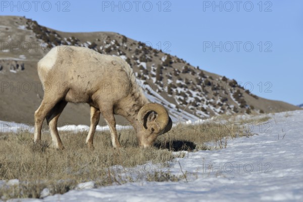 Bighorn Sheep (Ovis canadensis) male feeding in snowy countryside, Grand Teton National Park,