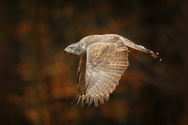 Goshawk flying, bird of prey with open wings with evening sun back light, nature forest habitat,