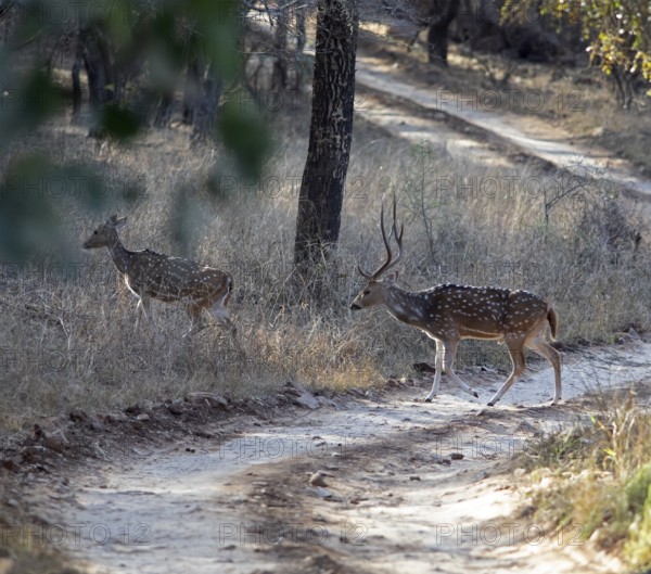 Axis deer or chitals (Axis axis) crossing a sandy track, Ranthambore National Park, Rajasthan,