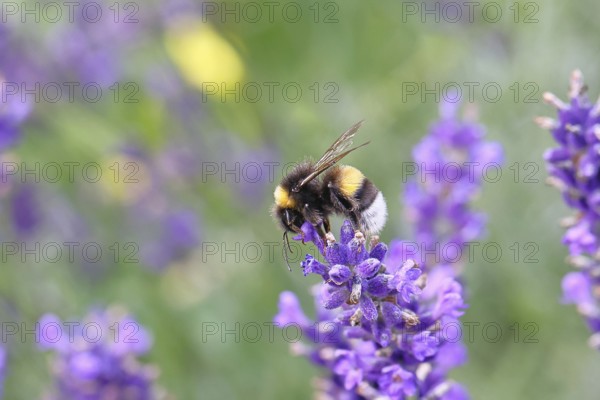 Ground bumblebee (Bombus terrestris), on a lavender flower (Lavandula angustifolia), macro
