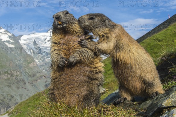 Alpine Marmot (Marmota marmota) two adult in alpine landscape, High Tauern National Park,