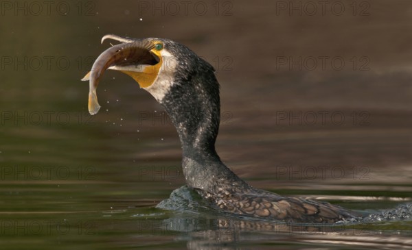 Great Cormorant (Phalacrocorax carbo) with Eurasian perch (Perca fluviatilis) prey in beak,