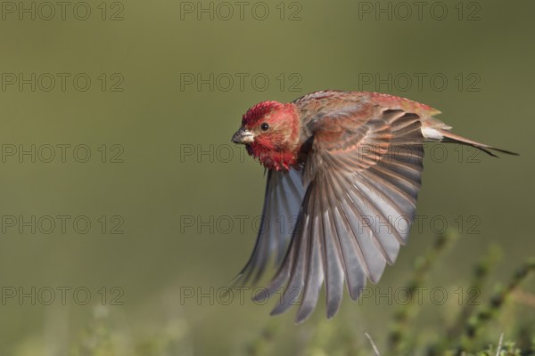 Common Rosefinch - Karmingimpel - Carpodacus erythrinus ssp. ferghanensis, Kyrgyzstan, adult male