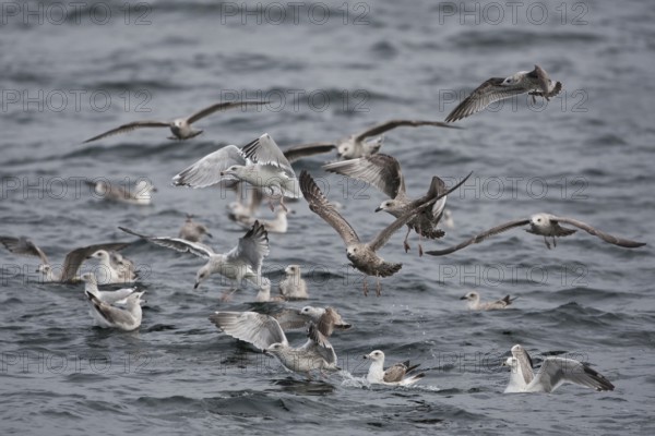 European Herring Gull & Mew Gull & Great Black-backed Gull (Larus argentatus & Larus canus & Larus