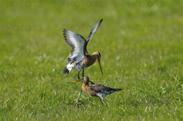 Uferschnepfe (Limosa limosa), Black-tailed Godwit, kaempfende Altvoegel, Mai, Nijkerk, Gelderland,
