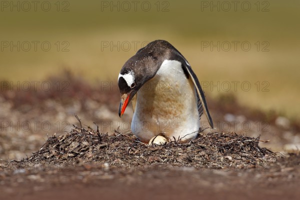 Nesting penguin on the meadow. Gentoo penguin in the nest wit two eggs, Falkland Islands. Animal