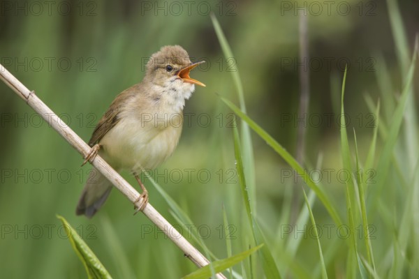 Marsh Warbler (Acrocephalus palustris) male singing in reeds, Poland