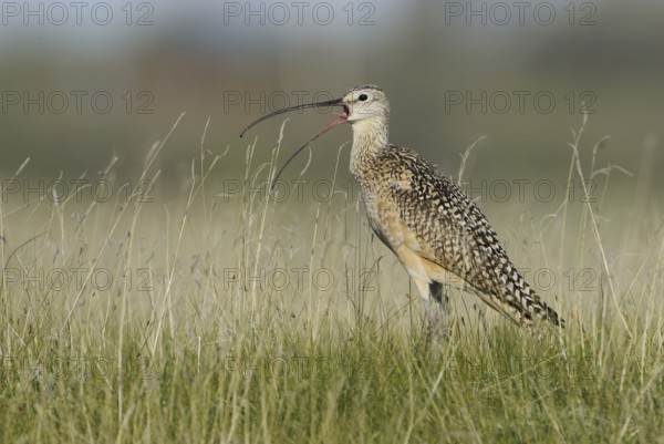 Long-billed Curlew (Numenius americanus), Alberta, Canada