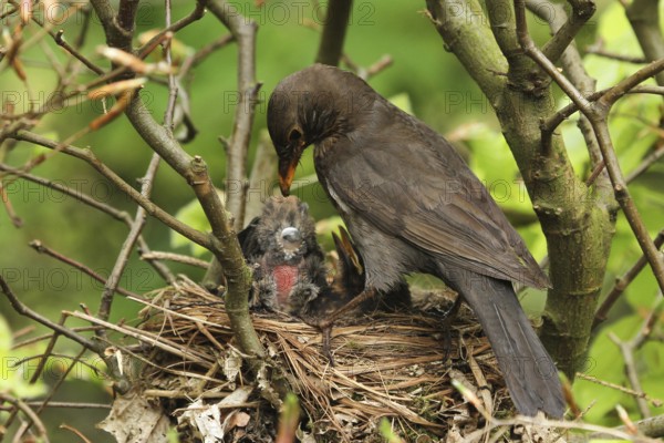 Common Blackbird (Turdus merula) female at nest with chicks, Lower Saxony, Germany