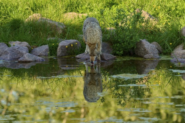 Coyote drinking water from a pond, clear reflection of nature visible in the pond, coyote (Canis