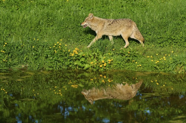 Coyote running next to a pond with a shiny water surface on a green spring meadow, Coyote (Canis