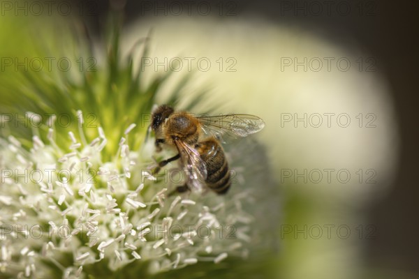 Close-up of a honey bee (Apis) on a flowering weaver's card (Dipsacus sativus), Neunkirchen, Lower