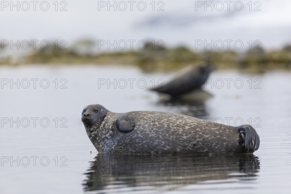 Harbour seal (Phoca vitulina) lying on a stone in the water, Mammals (Mammalia), Gravnesodden,