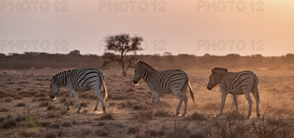 Steppe zebra (Equus quagga), in dry savannah, in the evening light, Kruger National Park, South