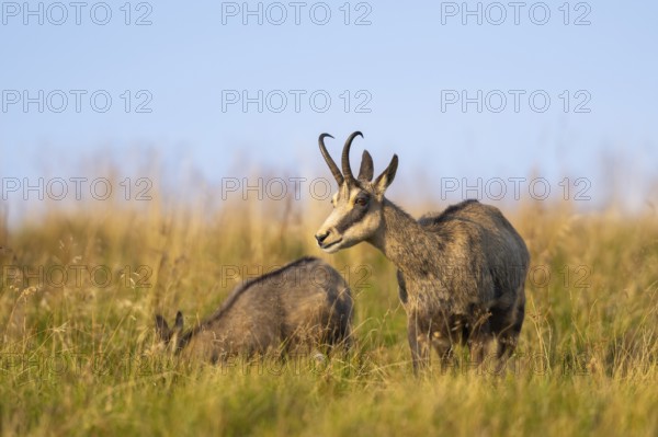 Chamois (Rupicapra rupicapra) mother with her youngster on a meadow in the Vosges Mountains,