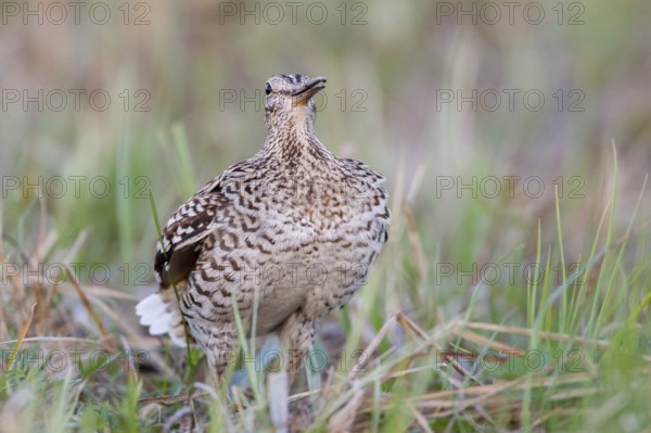 Great Snipe (Gallinago media), Nizhegorodskaya, Russia