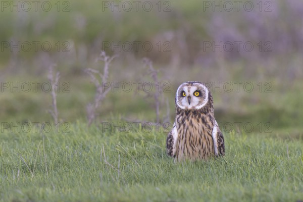 Short-eared Owl (Asio flammeus), Netherlands