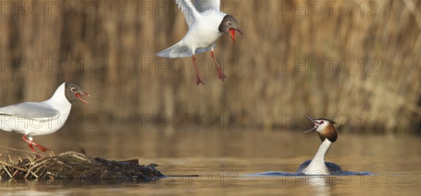 Black-headed Gull & Crested Grebe (Chroicocephalus ridibundus & Podiceps cristatus), Vorarlberg,