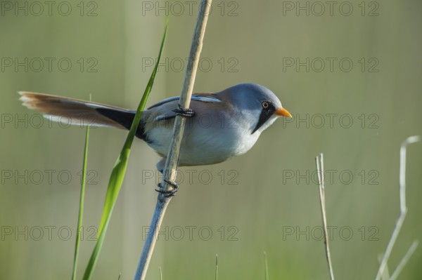 Bearded Reedling (Panurus biarmicus) male, Schleswig-Holstein, Germany
