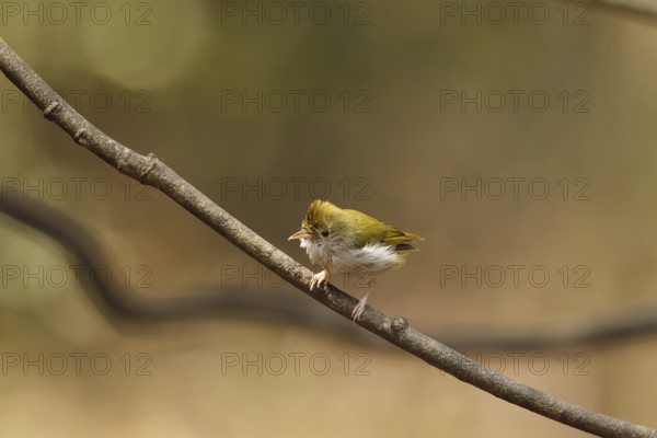 White-bellied Erpornis (Erpornis zantholeuca), Kaeng Krachan, Thailand
