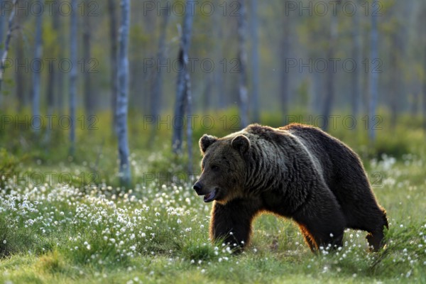 Brown bear walking in forest, morning light. Dangerous animal in nature taiga and meadow habitat.