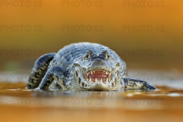Yacare Caiman, crocodile with open muzzle with big teeth, Pantanal, Brazil. Detail portrait of
