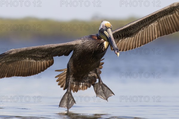 Brown Pelican (Pelecanus occidentalis) flying, Florida, USA