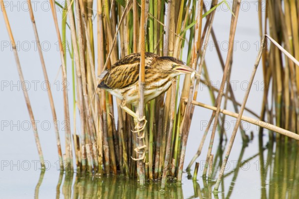 Little Bittern (Ixobrychus minutus) juvenile carrying fish in bill, Thuringia, Germany