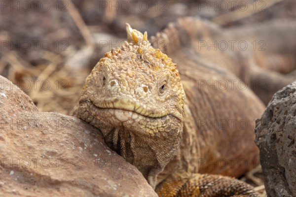Drusenkopf (Conolophus subcristatus), Santa Cruz, Galapagos, Ecuador