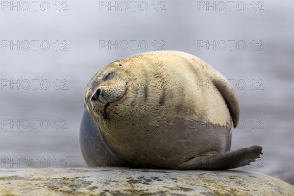 Harbour seal (Phoca vitulina) lying on a stone in the water, Mammals (Mammalia), Gravnesodden,