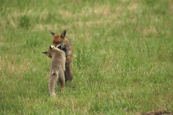 Red fox (Vulpes vulpes) male and weaned young playing on a mown meadow in light rain, Allgäu,