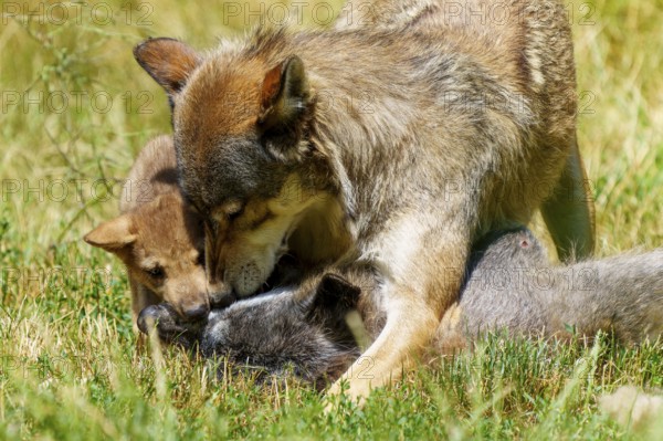A wolf protects its puppies while they play in the grass, Timberwolf, wolf, American wolf, (Canis