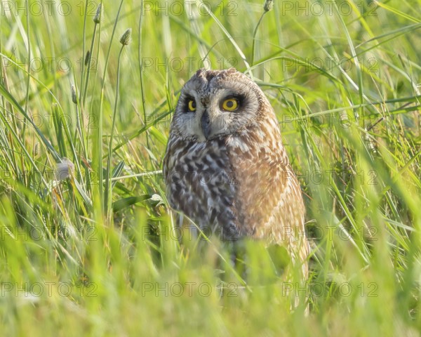 Short-eared owl (Asio flammeus) sitting hidden in a meadow, Wildlife, Nature photography, Lake
