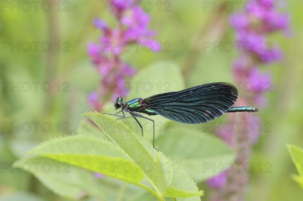 Blue-winged damselfly (Calopteryx virgo), male, on a leaf at a garden pond, close-up, Wilnsdorf,