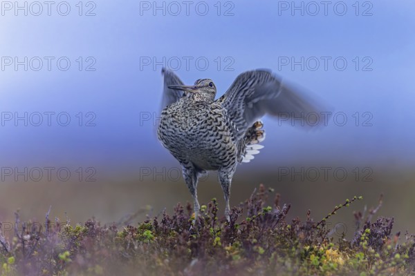 Great snipe (Gallinago media) male flapping wings during courtship display at lek at dusk on tundra