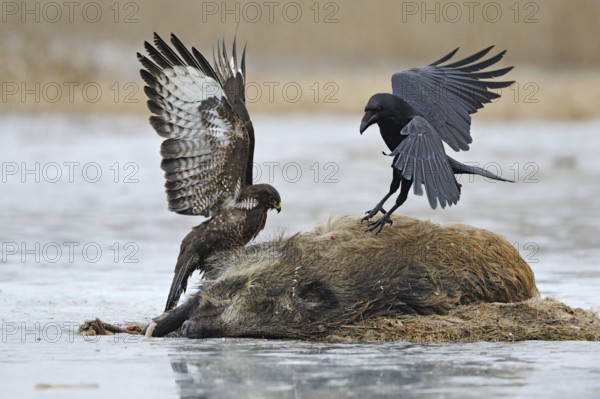 Impressive size comparison, size ratios between a common raven (Corvus corax) and a common buzzard