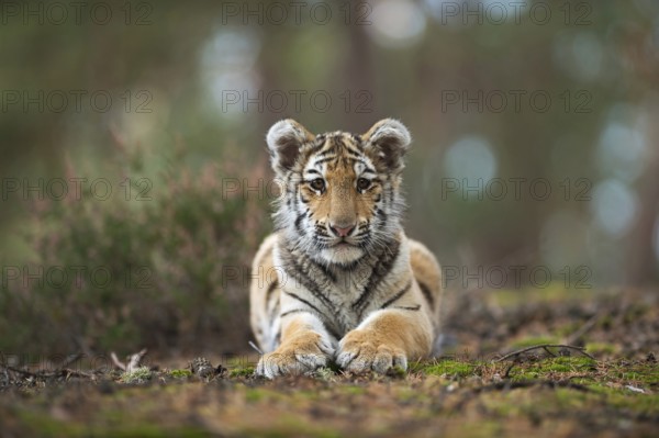 Royal Bengal tiger (Panthera tigris tigris), Indian tiger, impressive big cat, young in natural