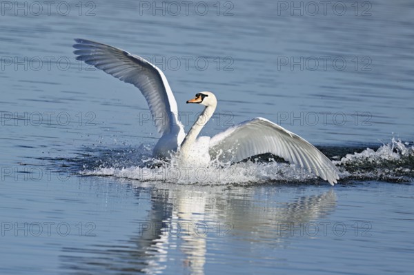 Mute swan (Cygnus olor), on landing approach, Flachsee nature reserve, Freiamt, Canton Aargau,