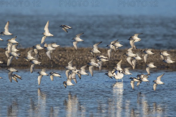 Kentish Plover (Charadrius alexandrinus) group flying, Mallorca, Spain