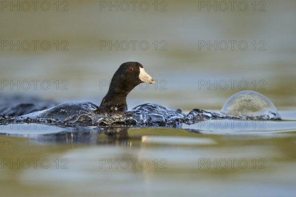 American Coot (Fulica americana), British Columbia, Canada