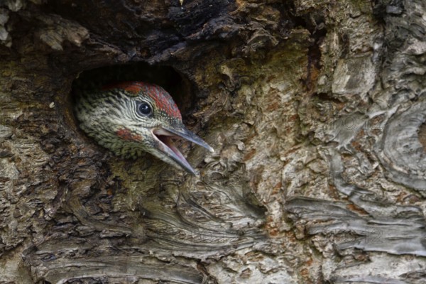 European Green Woodpecker (Picus viridis) juvenile peering out from nest hole, begging for food,