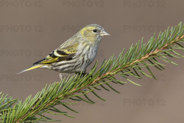 Eurasian Siskin (Spinus spinus) female perched on a branch, Poland